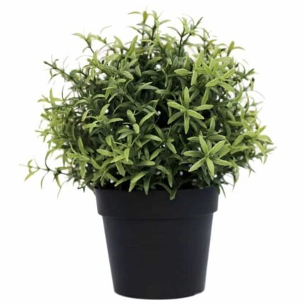 UV Potted Rosemary Herb Plant - 20cm